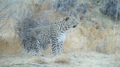 Mangystau region sees resurgence of rare Persian leopards 